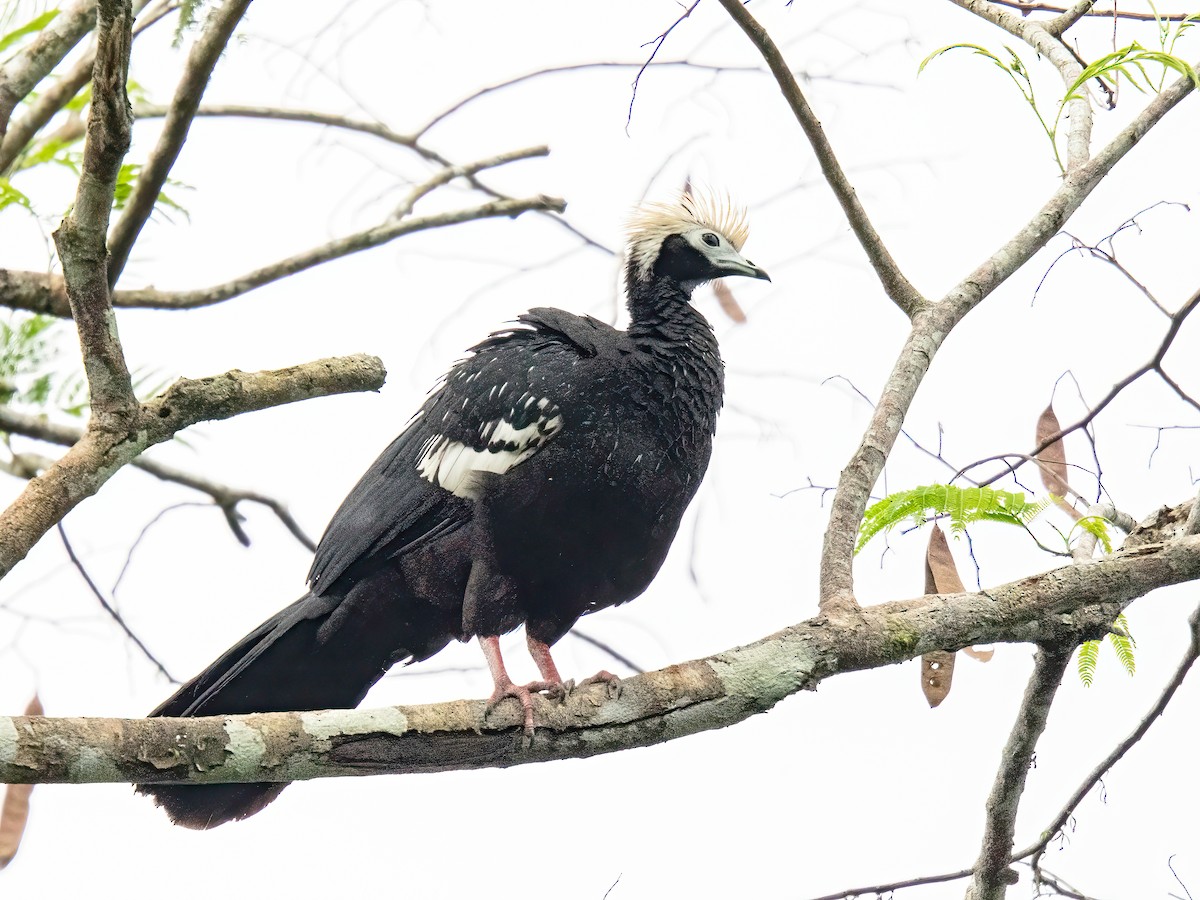 blåstrupehokko - ML647221685