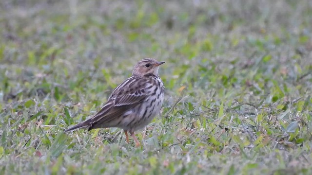 linduška rudokrká - ML647221687