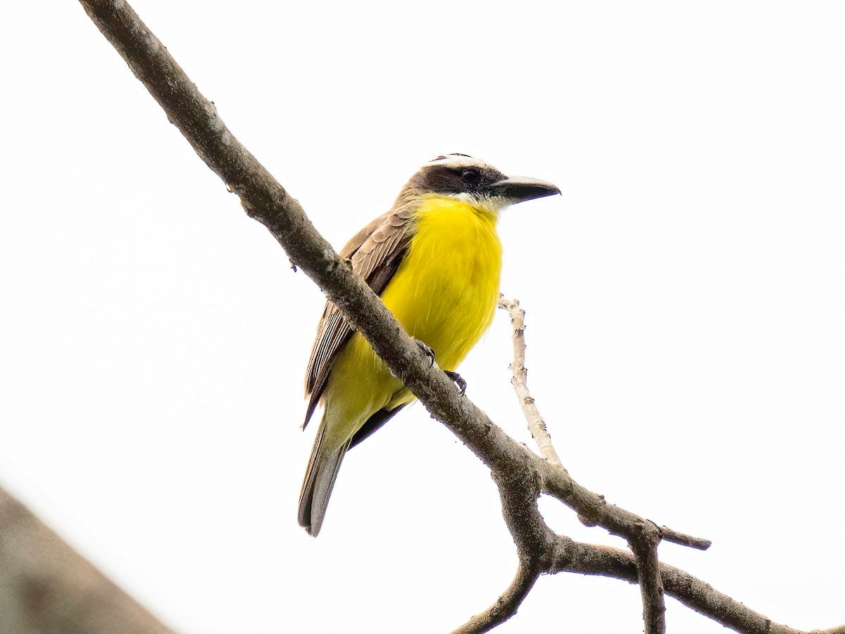 Boat-billed Flycatcher - ML647221692