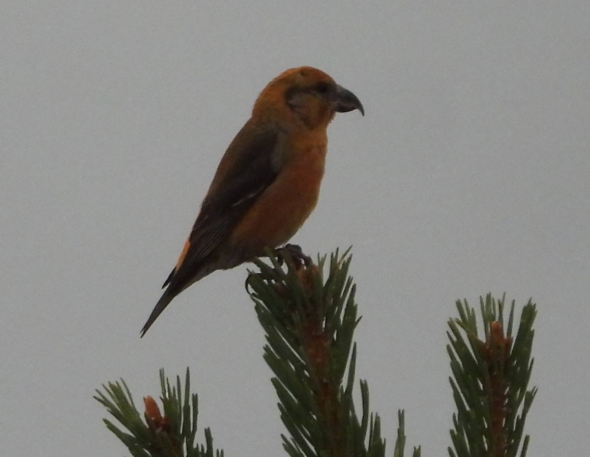 Red Crossbill - ML647221701