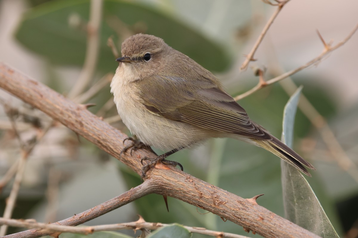 Luì piccolo - ML647221703