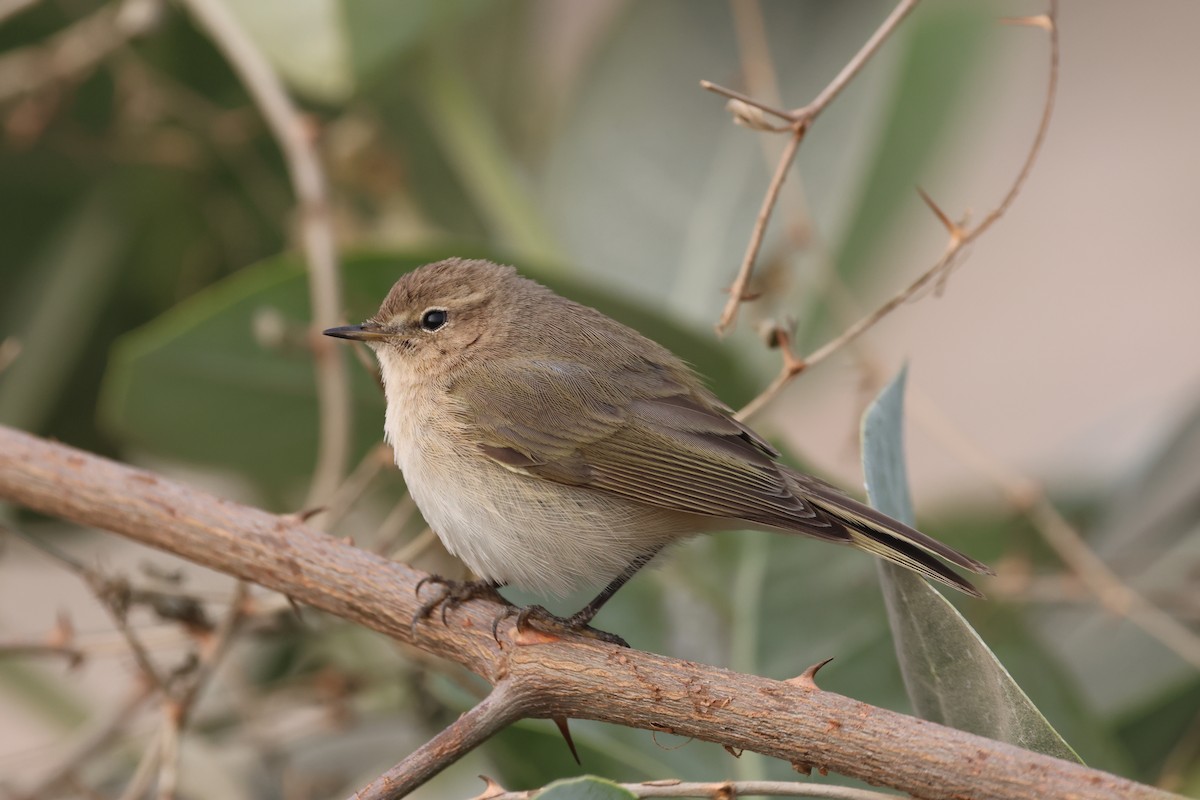 Luì piccolo - ML647221722