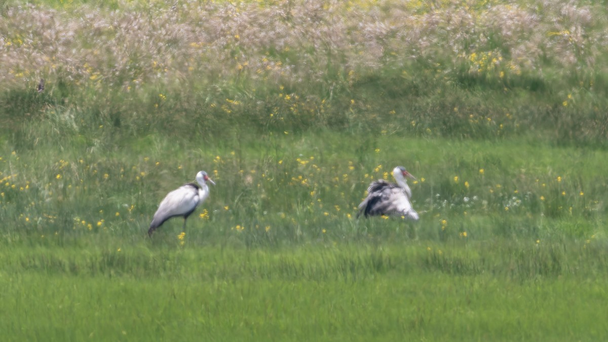 jeřáb bradavičnatý - ML647221738