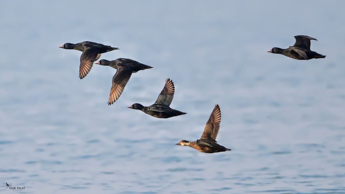 svartand - ML647221743