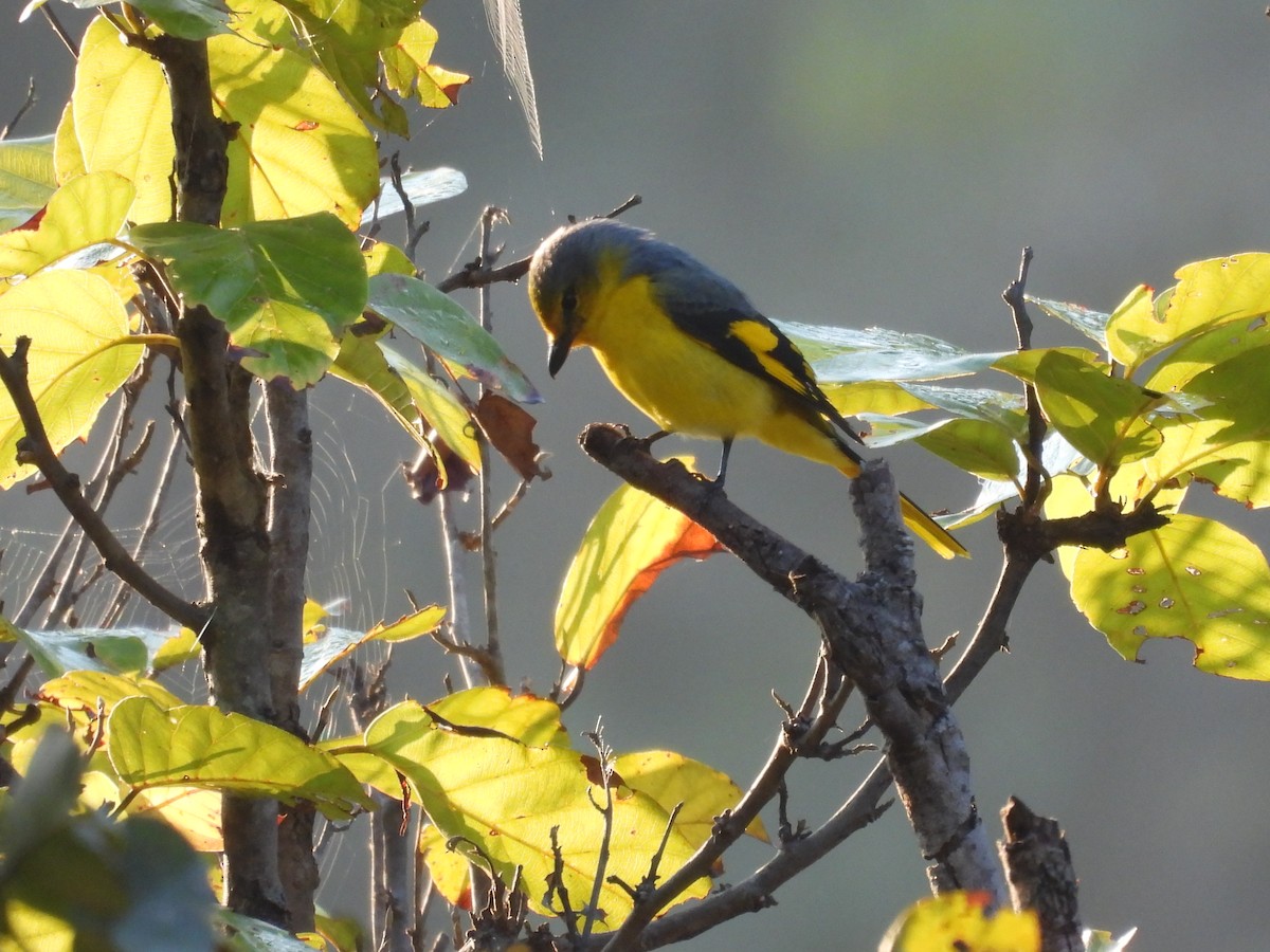 Scarlet Minivet - ML647221748