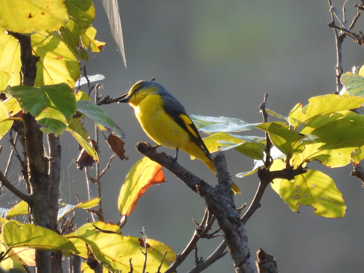 Scarlet Minivet - ML647221749