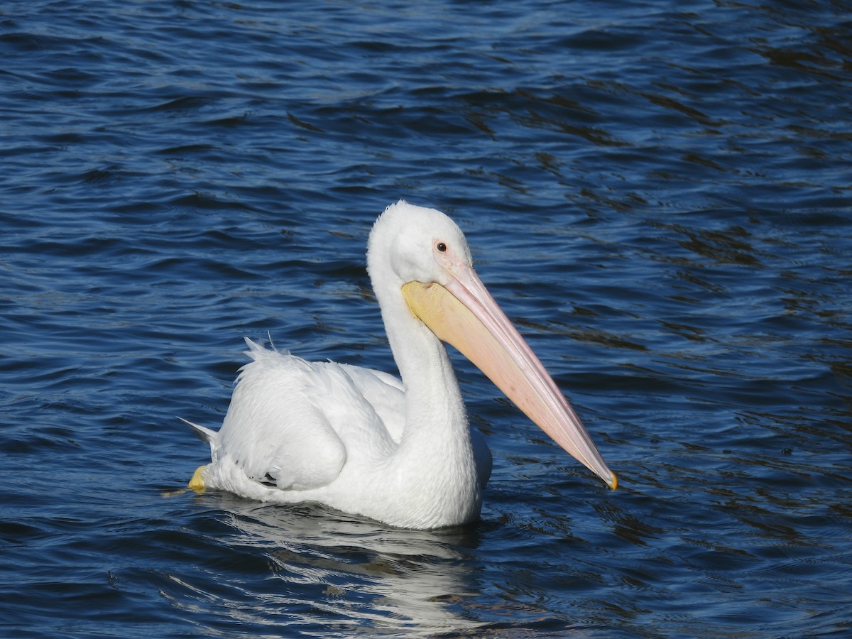 American White Pelican - ML647221777