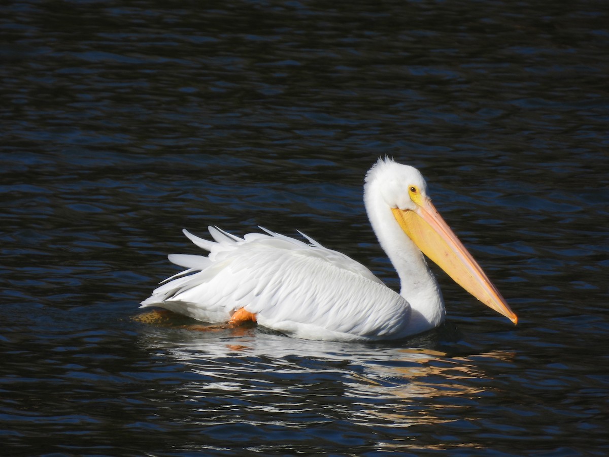American White Pelican - ML647221778