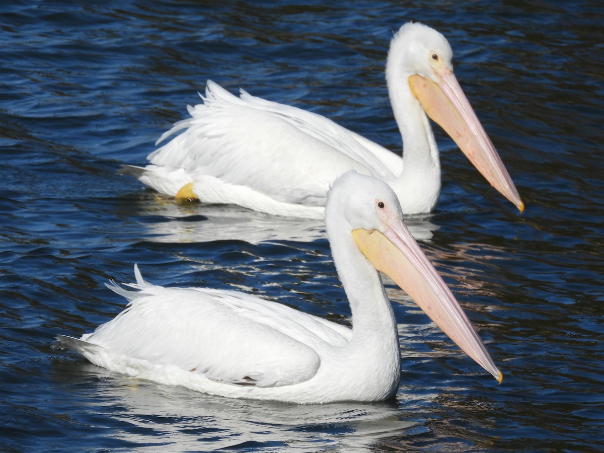 American White Pelican - ML647221780