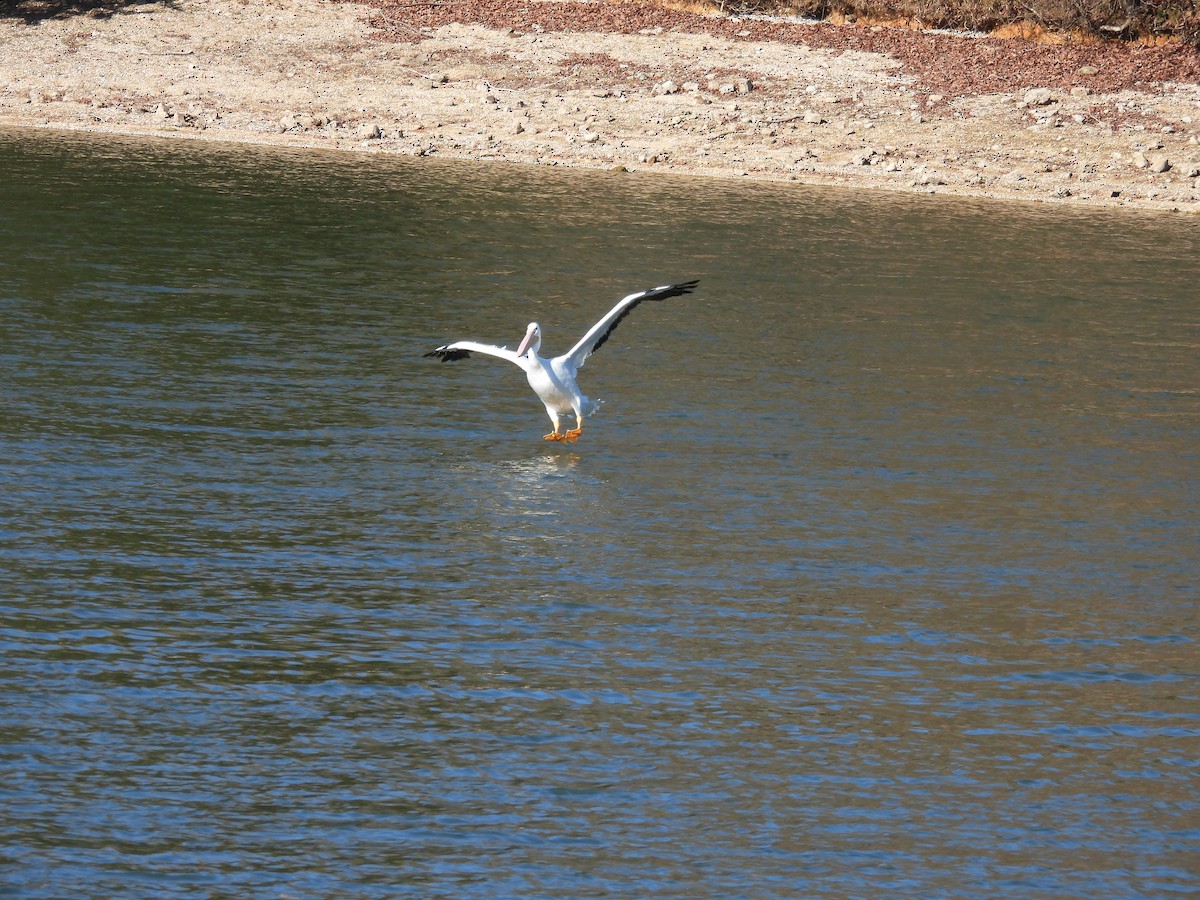 American White Pelican - ML647221781