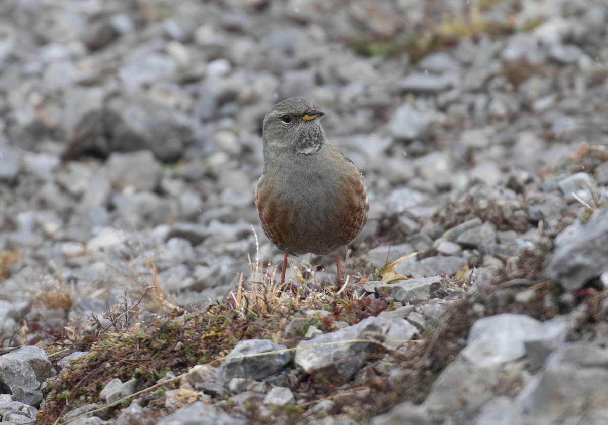 pěvuška podhorní - ML647221782