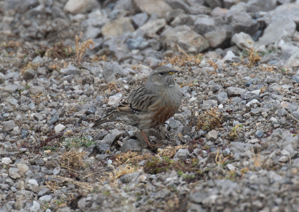 pěvuška podhorní - ML647221783