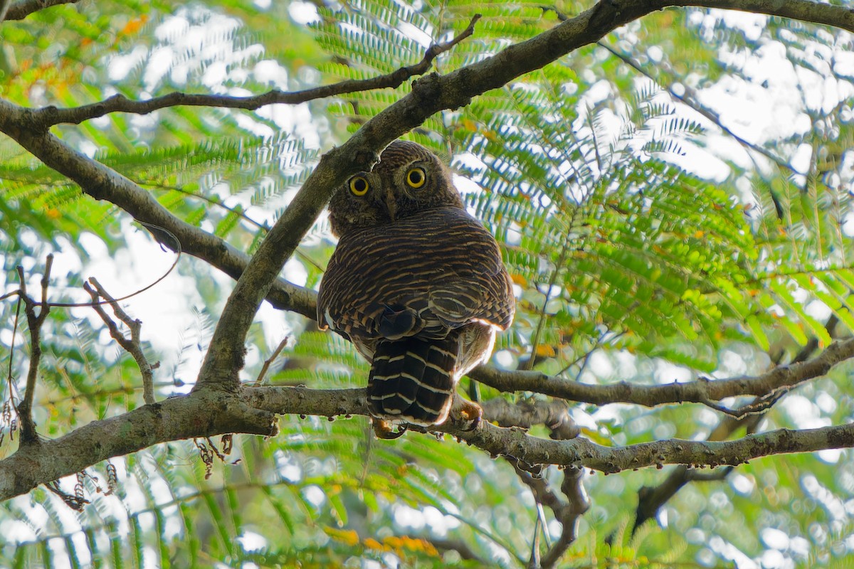 Asian Barred Owlet - ML647221792