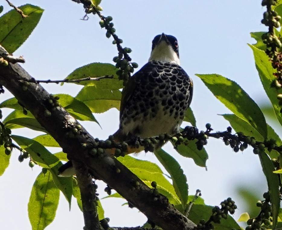 Kömürcü Arapbülbülü - ML647221793