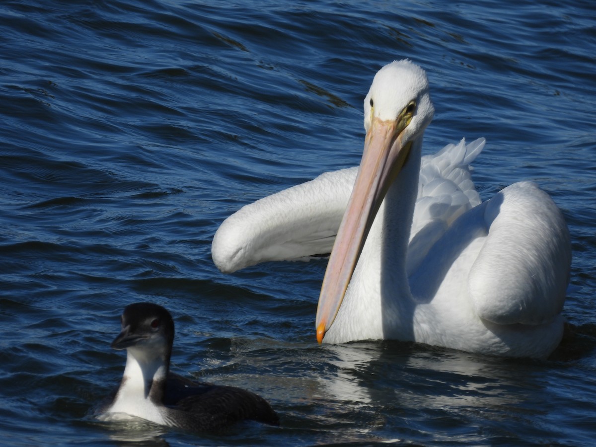 Common Loon - ML647221795