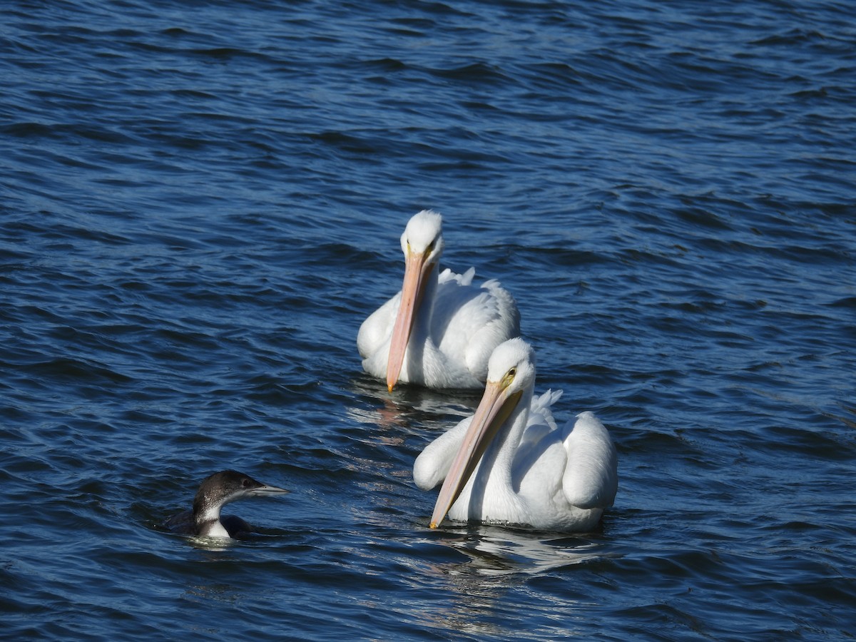 Common Loon - ML647221796