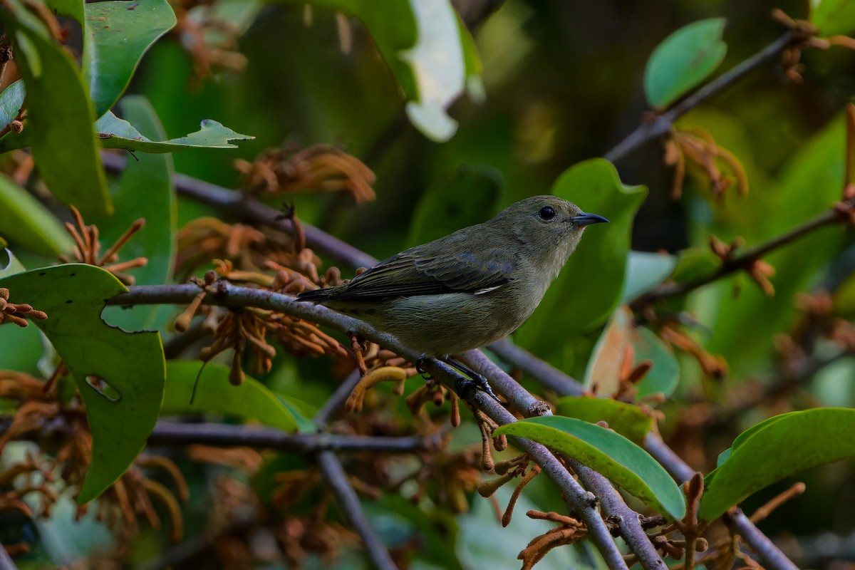 Plain Flowerpecker - ML647221797