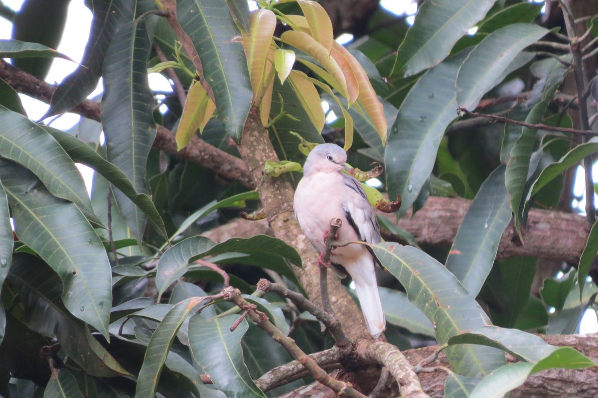 Picui Ground Dove - ML647221813