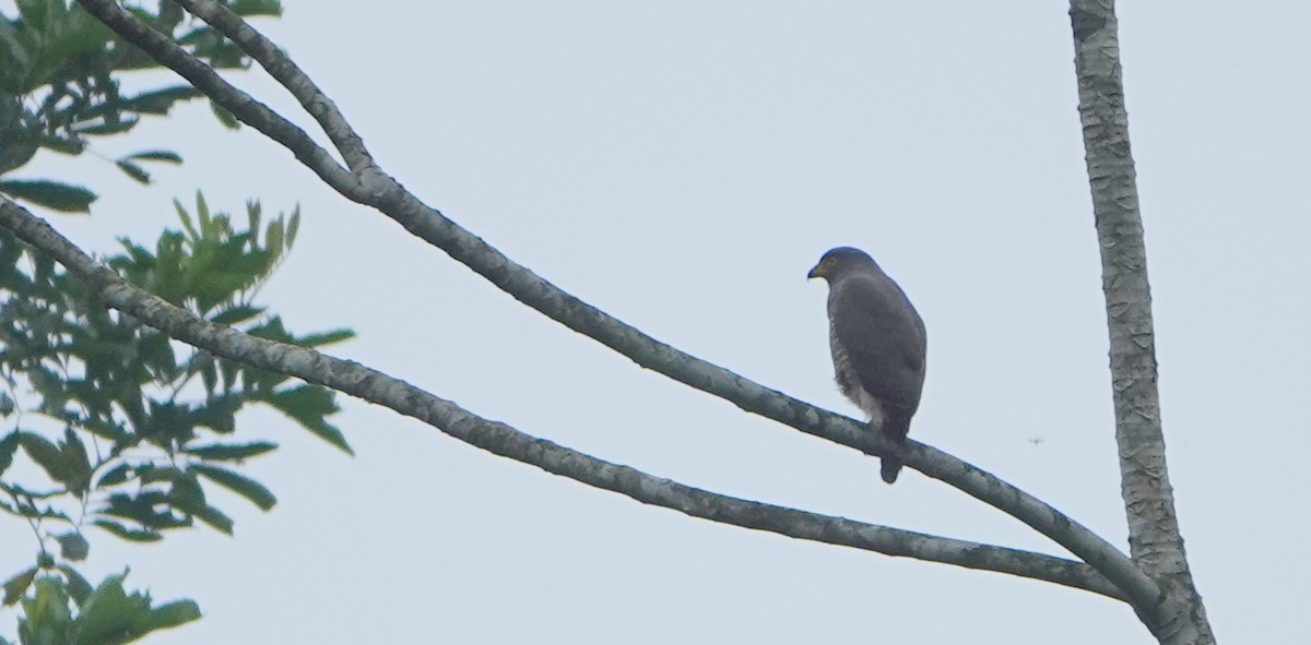 Roadside Hawk - ML647221816