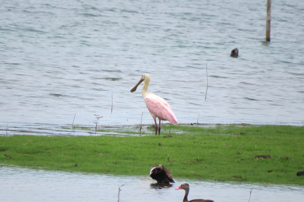 Roseate Spoonbill - ML647221822