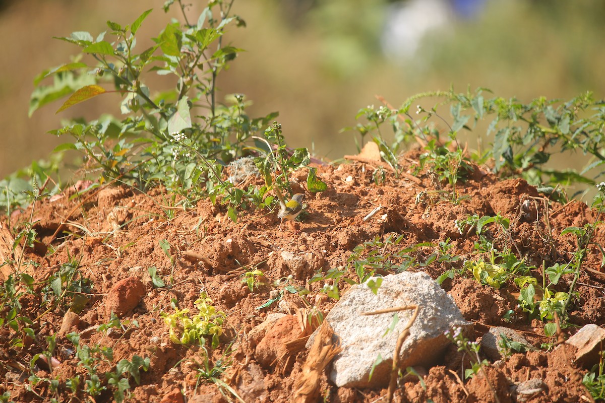 Common Tailorbird - ML647221838
