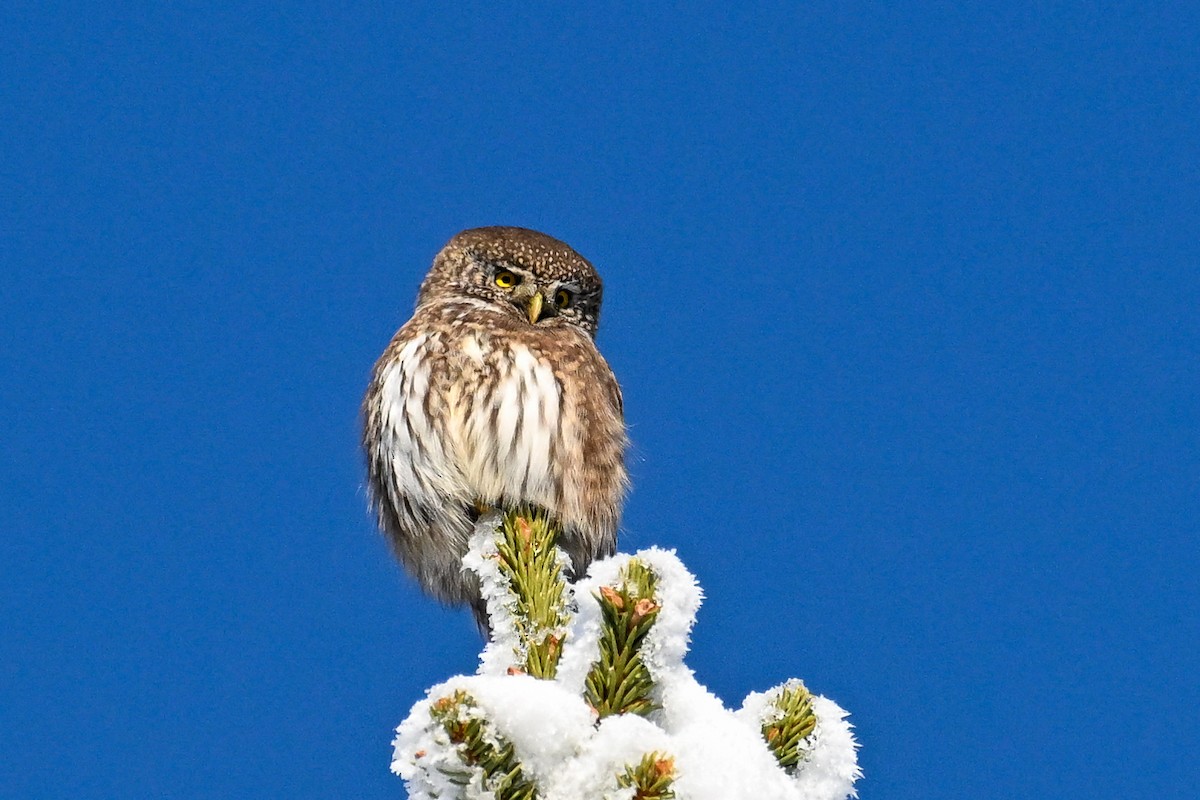 Eurasian Pygmy-Owl - ML647221840