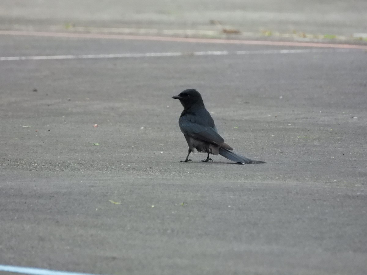 Black Drongo - ML647221849