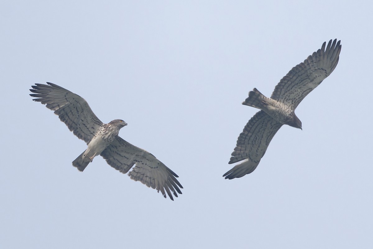 orlík krátkoprstý - ML647221850