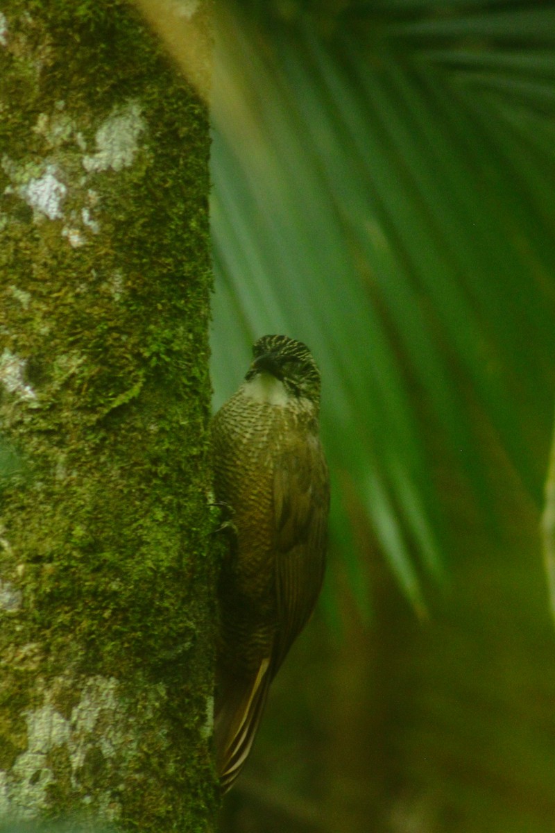 White-throated Woodcreeper - ML647221851