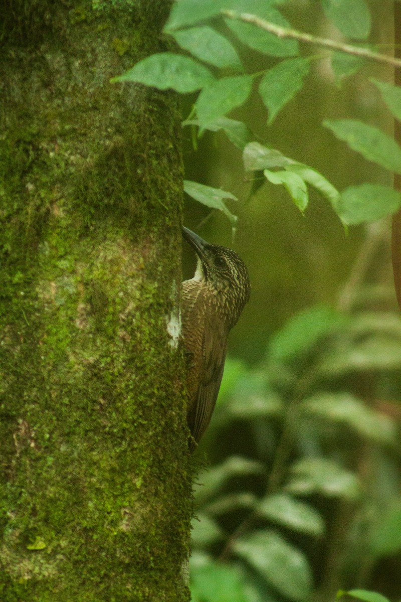 White-throated Woodcreeper - ML647221852