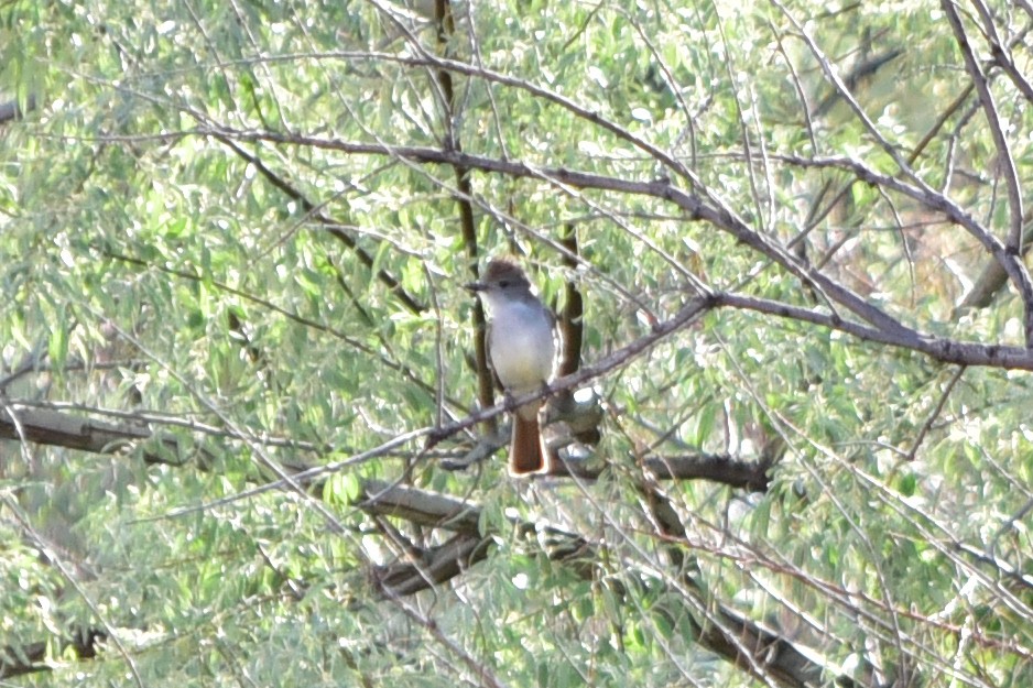 Ash-throated Flycatcher - ML647221856