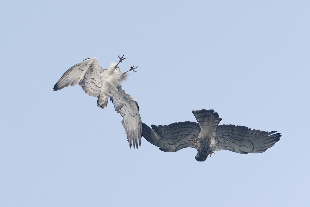 orlík krátkoprstý - ML647221857