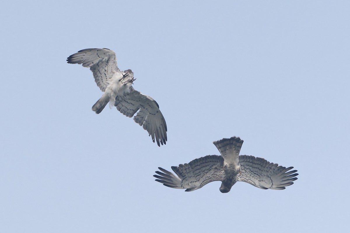 orlík krátkoprstý - ML647221860