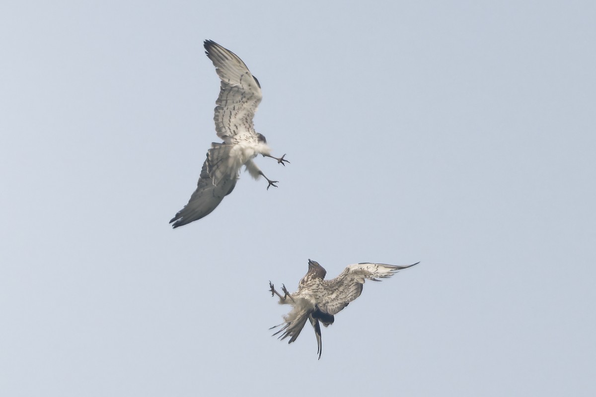 orlík krátkoprstý - ML647221864