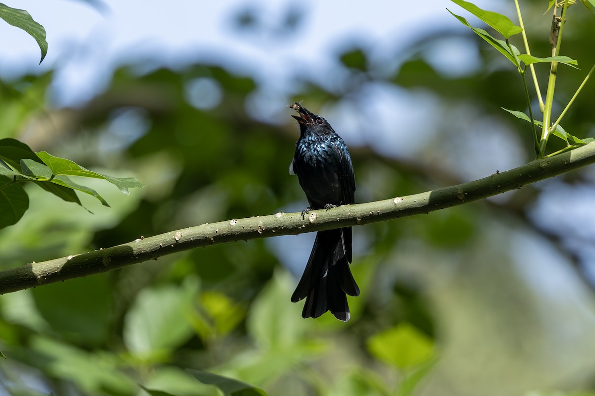 Bronzed Drongo - ML647221870