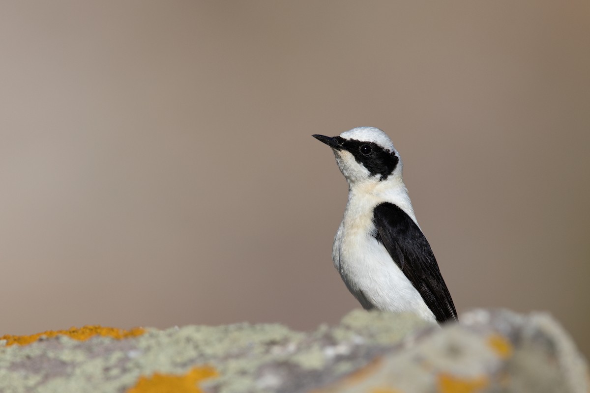 Eastern Black-eared Wheatear - ML647221872