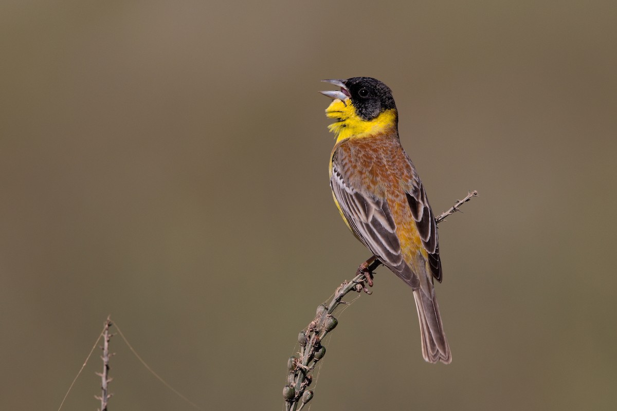 Black-headed Bunting - ML647221873