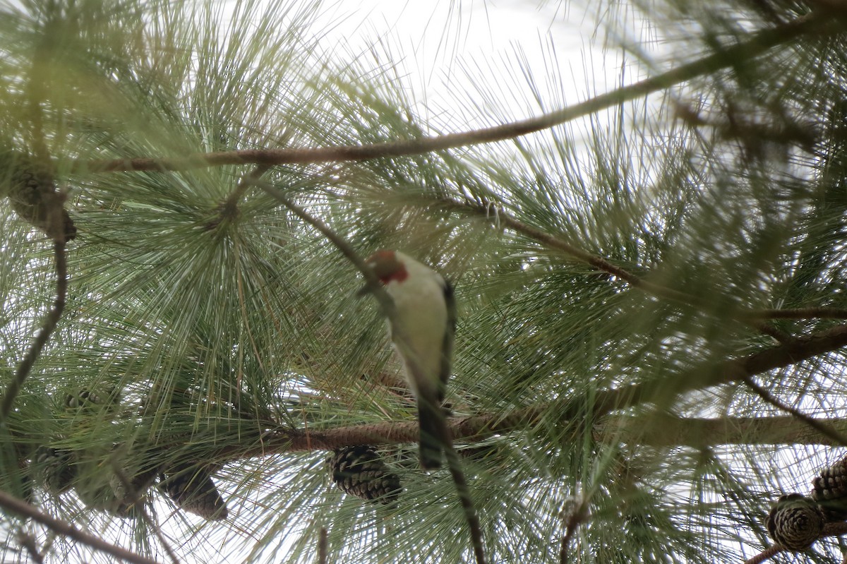 Red-cowled Cardinal - ML647221877