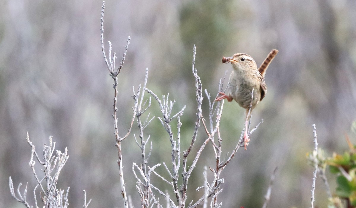 Grass Wren - ML647221896