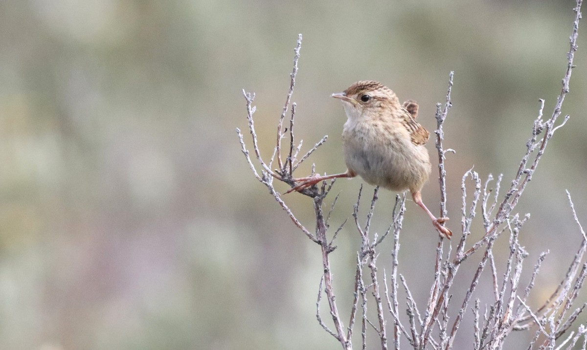 Grass Wren - ML647221900