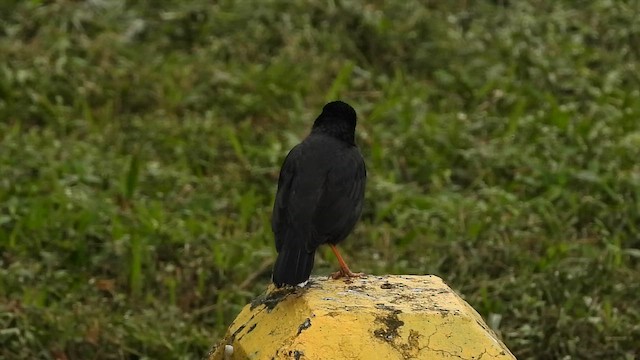 majna chocholatá - ML647221902