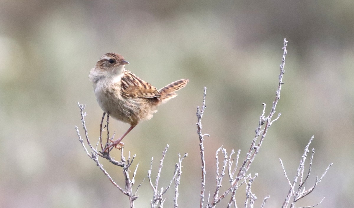 Grass Wren - ML647221905