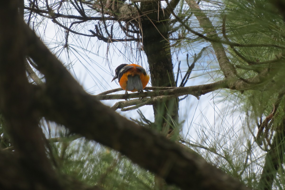 Campo Troupial - ML647221925