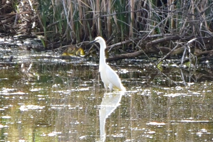 Snowy Egret - ML647221933