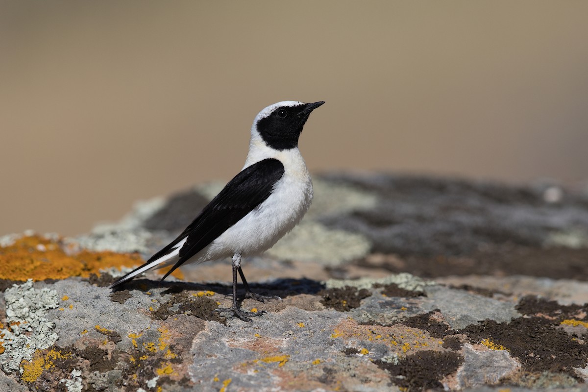 Eastern Black-eared Wheatear - ML647221936