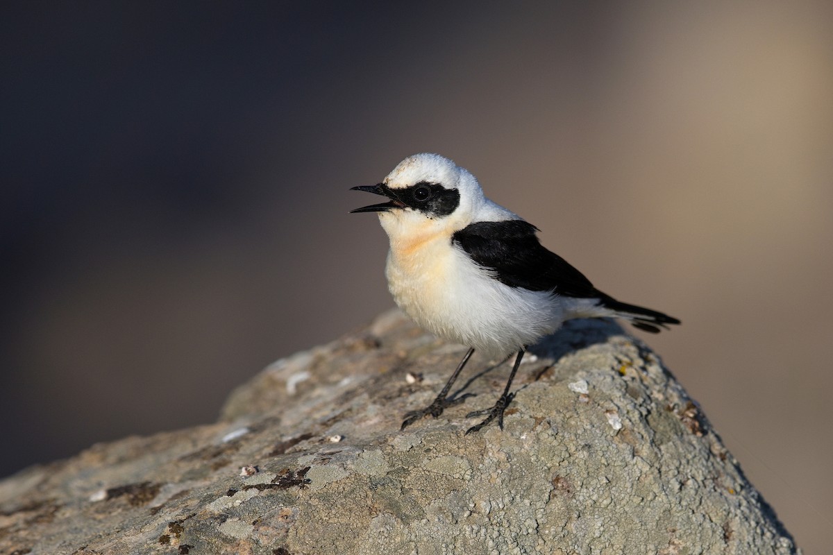 Eastern Black-eared Wheatear - ML647221937