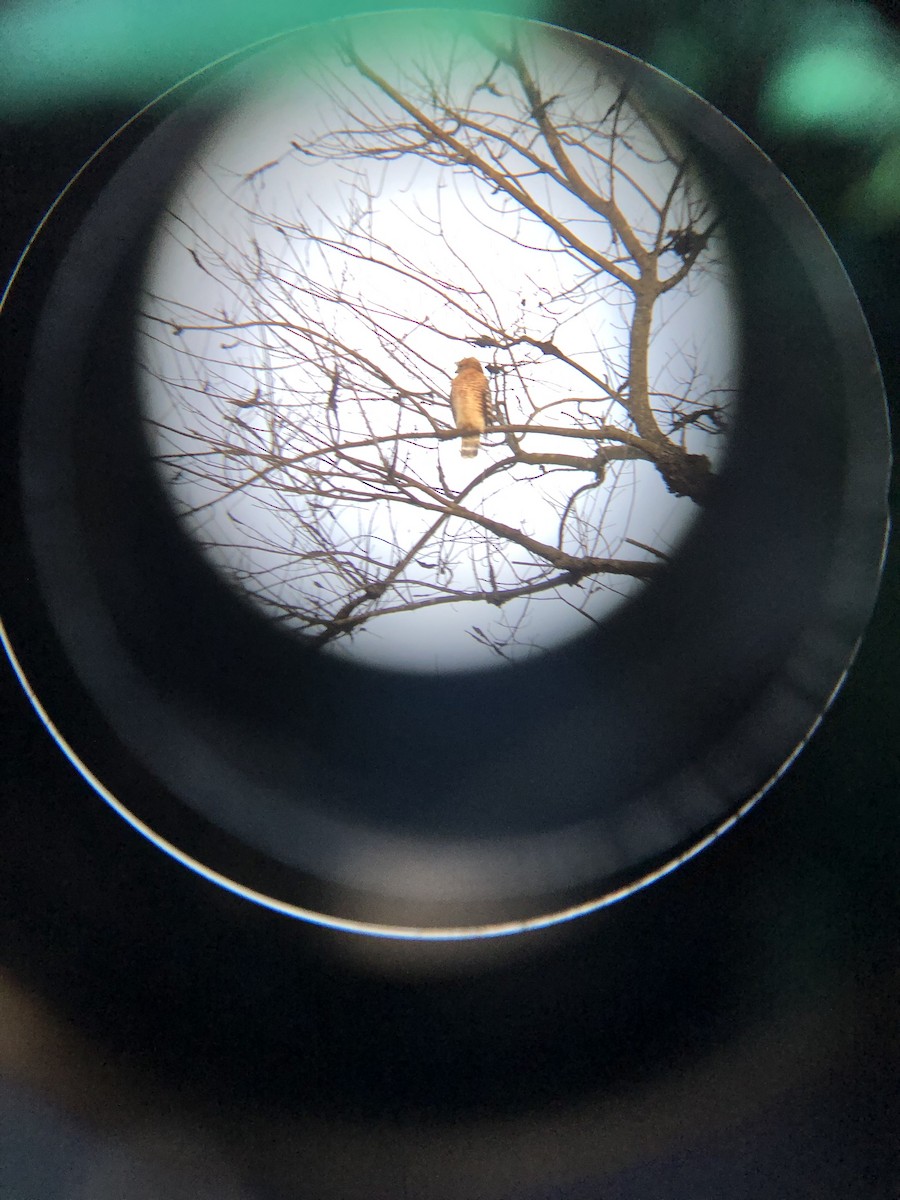 Канюк рудоплечий - ML647221950