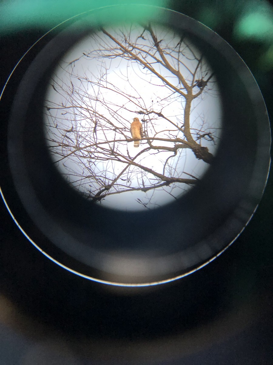 Канюк рудоплечий - ML647221951