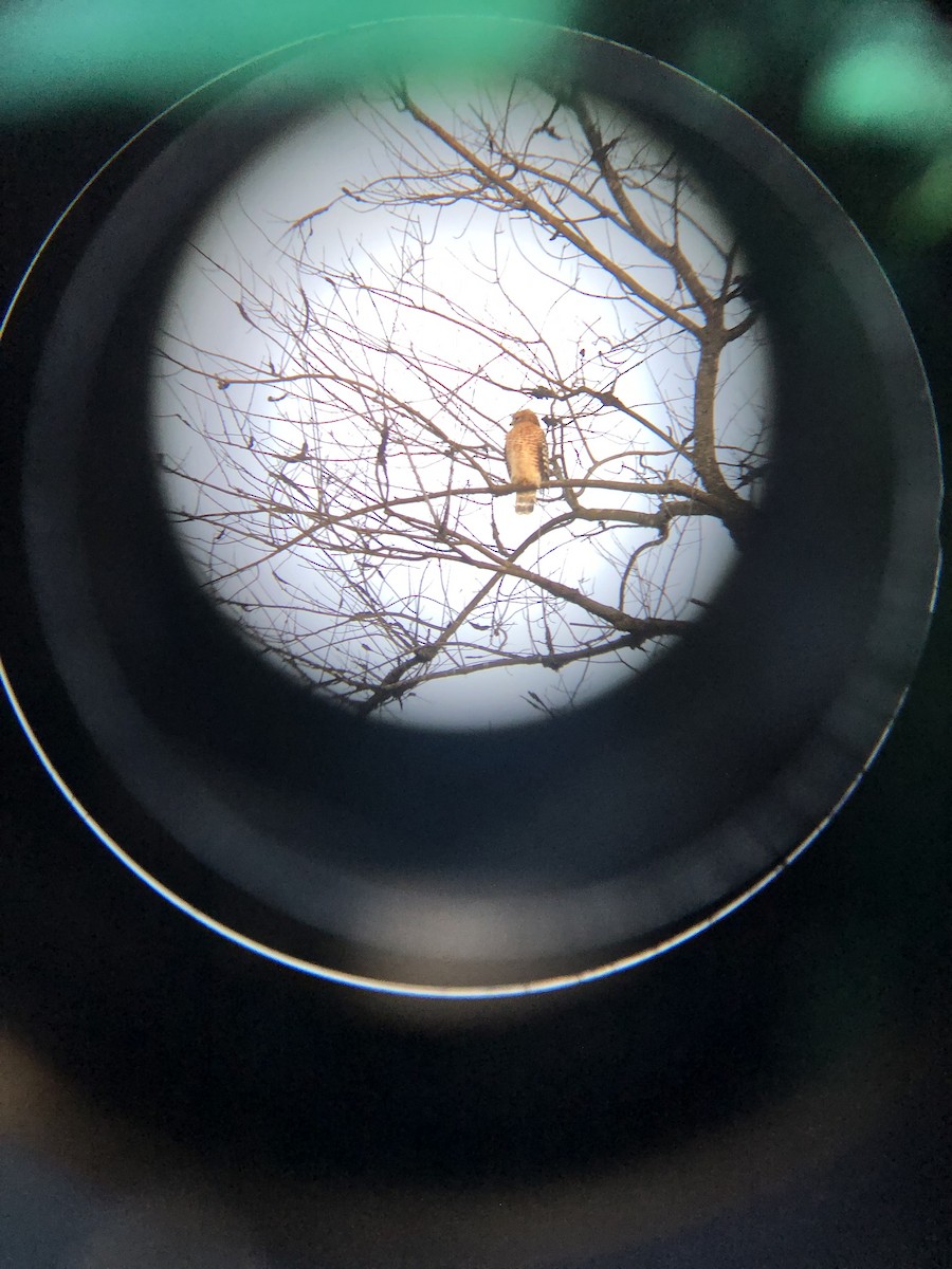 Канюк рудоплечий - ML647221952