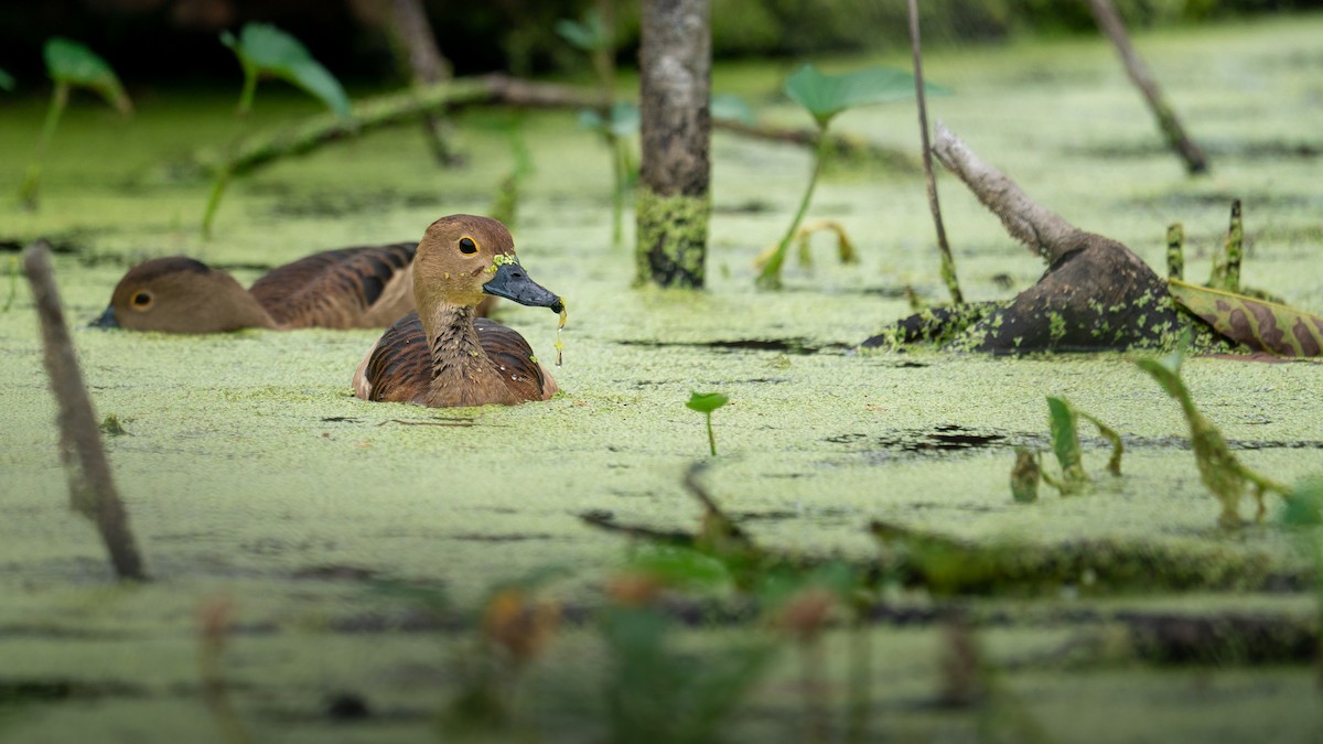 Dendrocygne siffleur - ML647221969